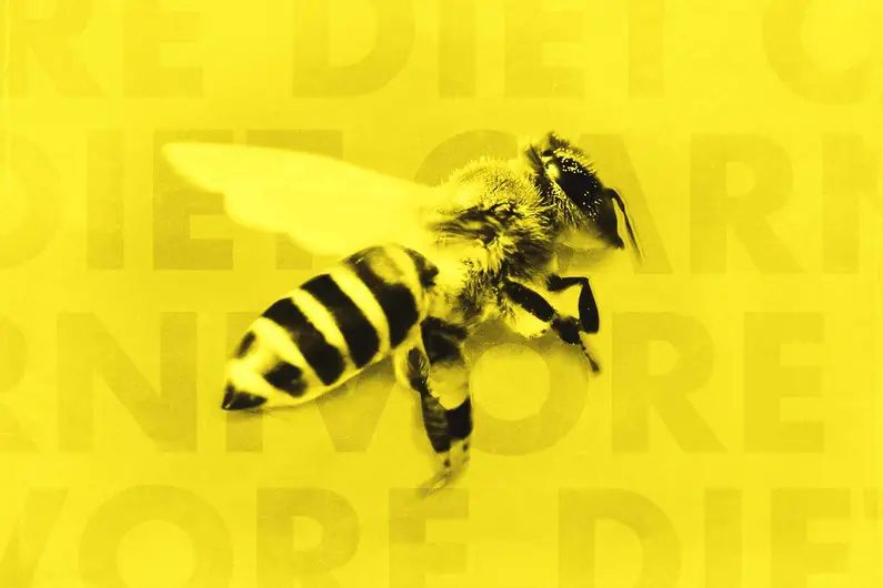 Bee Honey Carnivore