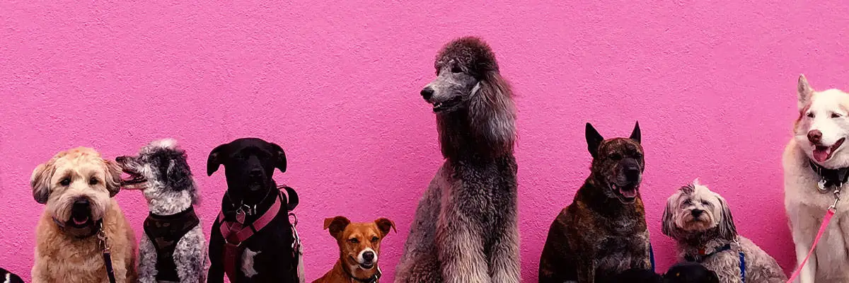 Dogs with Pink Background