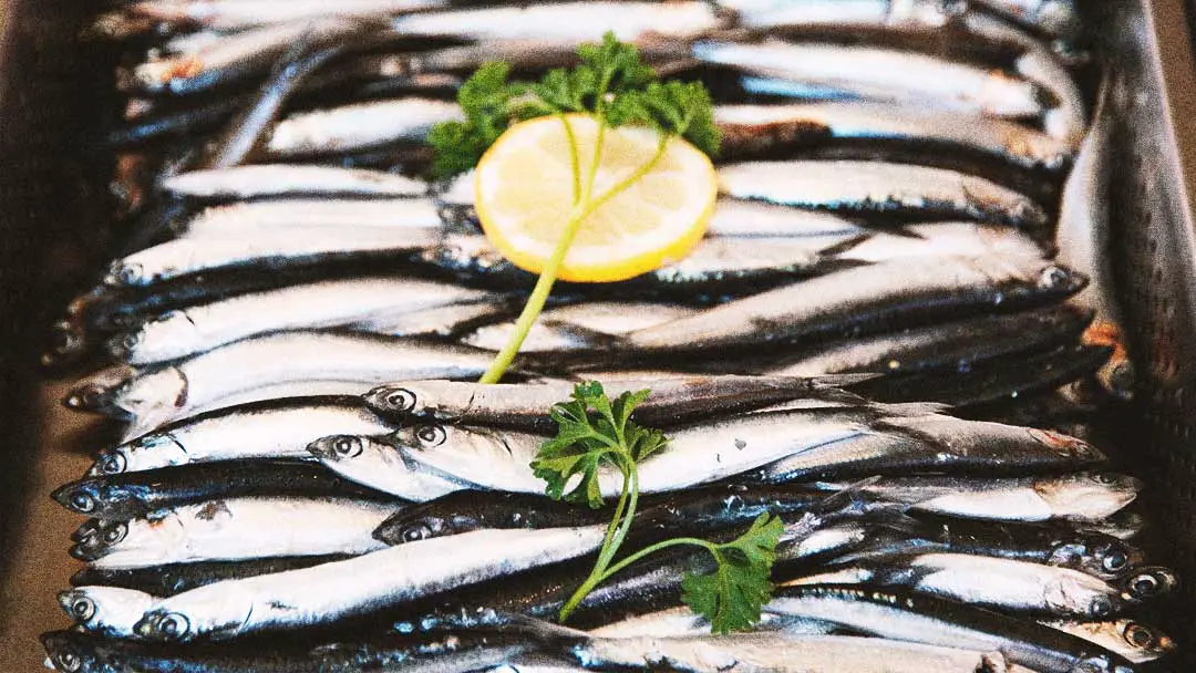 SARDINES_01 Wild Lumens