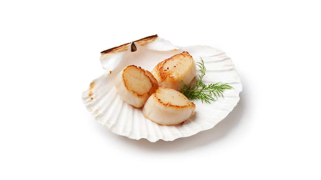 Scallops in a Sea Shell